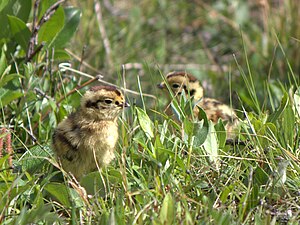 English: Willow ptarmigan chicks in Denali Nat...