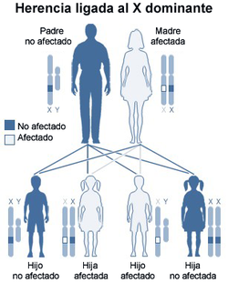 Enfermedades Ligadas Al Cromosoma Y Pdf
