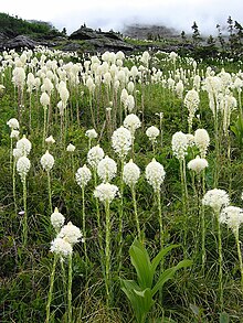 Xerophyllum tenax - Národní park Glacier.jpg
