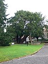 Overton yew trees