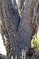 Y. brevifolia, Mountain Spring, Nevada, SAD