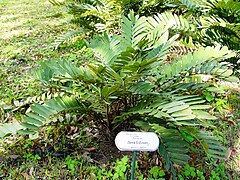 240px-Zamia_furfuracea03.jpg