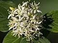 Cornus sanguinea