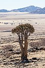 A. dichotomum no Parque Nacional Namib-Naukluft, Namibia.