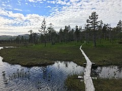 Myrområde i nasjonalparken, med plankevegar i furu lagt over for enklare framkomst