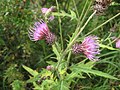 ナンブアザミ （キク科） Cirsium nipponicum