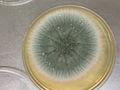 070522-aspergillus 009. jpg