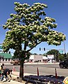 Tree in flower in Winnemucca, Nevada