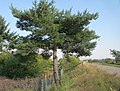 Pinus sylvestris