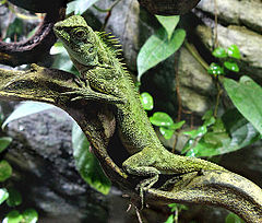 Description de l'image Acanthosaura capra, Zoo Prague.jpg.