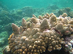 A. monticulosa en isla Mer, Australia