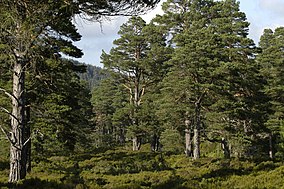 Древний каледонский лес, Глен Танар - geograph.org.uk - 6992.jpg