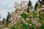 Miniatura para Apocynum androsaemifolium