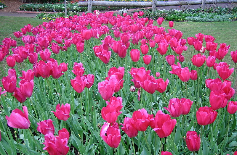 Do annual flowers come back every year?