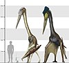 A Quetzalcoatlus (jobb szélen) és a mai ember méretének összehasonlítása