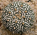 Astrophytum asterias cv. Superkabuto Japonský kultivar.