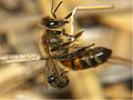 Austroplebeia australis defending revsningsinst Apis mellifera.jpg