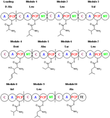 Cyclosporin biosynthesis. Bmt = butenyl-methyl-threonine, Abu = L-alpha-aminobutyric acid, Sar = sarcosine BScyclosporin2.png