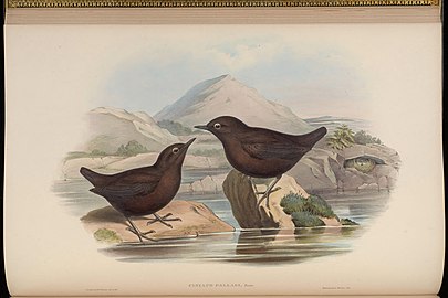 Pár skorců (John Gould, mezi 1850–1881)