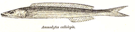 Bleekeria kallolepis