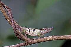 Description de l'image Blue-nosed chameleon (Calumma linotum) male Montagne d’Ambre.jpg.