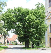 Vzrostlý, košatý, sluncem zalitý strom lípy malolisté stojí vedle kostela.