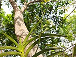 Young buds of Vanda tessellata