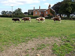 Cattle at Manor Farm, Miningsby - geograph.org.uk - 554969.jpg