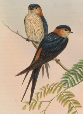 Rândunica roșcată (Cecropis daurica, supspecia erythropygia) după John Gould