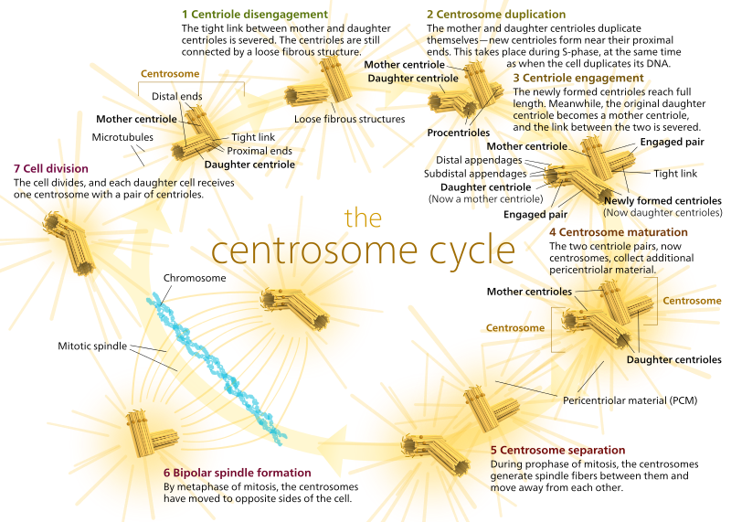 File:Centrosome Cycle.svg
