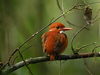 Madagascar Pygmy Kingfisher