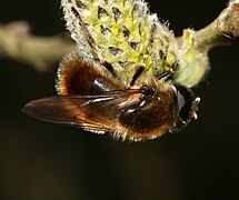 Cheilosia grossa (mâle)