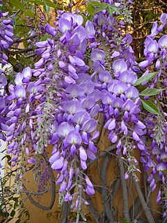 紫藤的花序