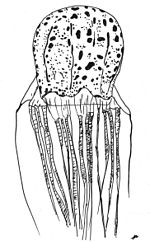 Miniatura para Chirodectes maculatus