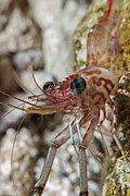 Une crevette danseuse aux yeux verts (Cinetorhynchus reticulatus)