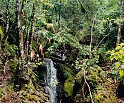 Lush cloud forest vegetation and waterfall in El Cielo Biosphere Reserve (August 2004).
