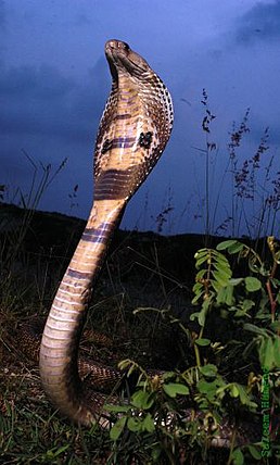 Kobra indická (Naja naja)