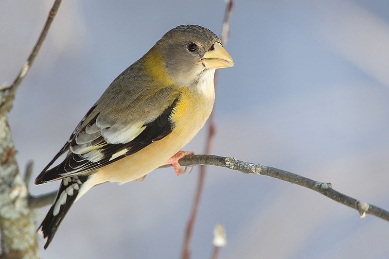 Arquivo: Coccothraustes-Vespertinus-001.jpg