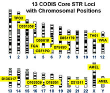 Codis profile.jpg