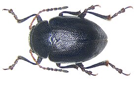 Colaspidema atrum