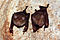 Прилепите с листни носове на Commerson hipposideros commersoni.jpg