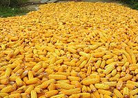 Maize