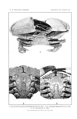 Cycloxanthops vittatus