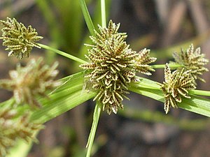 알방동사니(C. difformis)