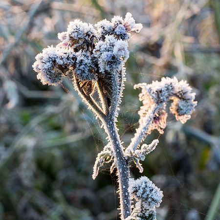 图为德国北莱茵-威斯特法伦迪尔门Kirchspiel的艾菊叶法色草（英语：Phacelia tanacetifolia）（Phacelia tanacetifolia）。