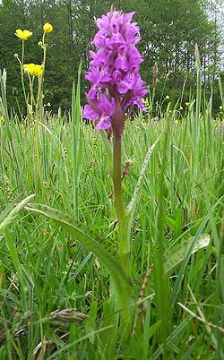 Kukułka szerokolistna Dactylorhiza majalis