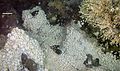 Image 7Dense mass of white crabs at a hydrothermal vent, with stalked barnacles on right (from Habitat)