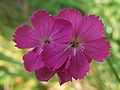 Dianthus carthusianorum subsp. alpestris