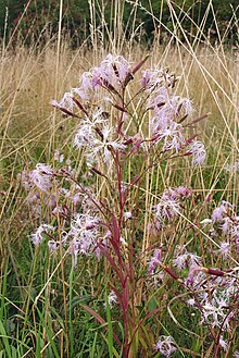 Dianthus superbus 140805a.jpg