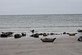 Phoques communs sur une plage de Düne.